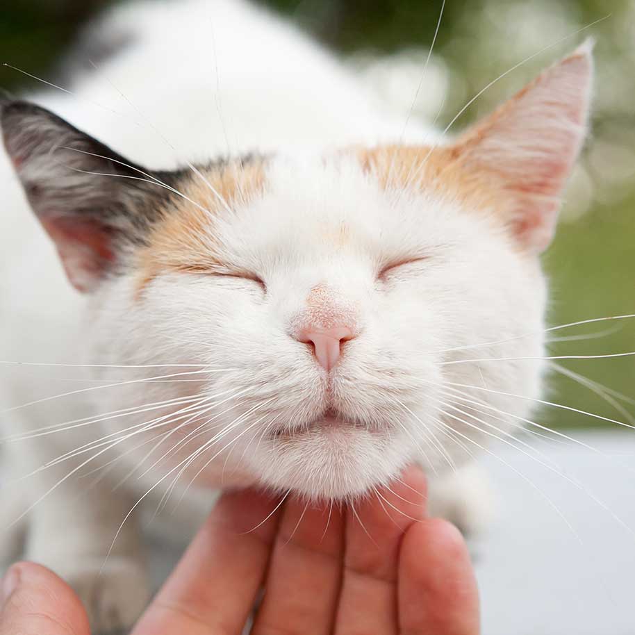 animal pain control kitty chin scratch