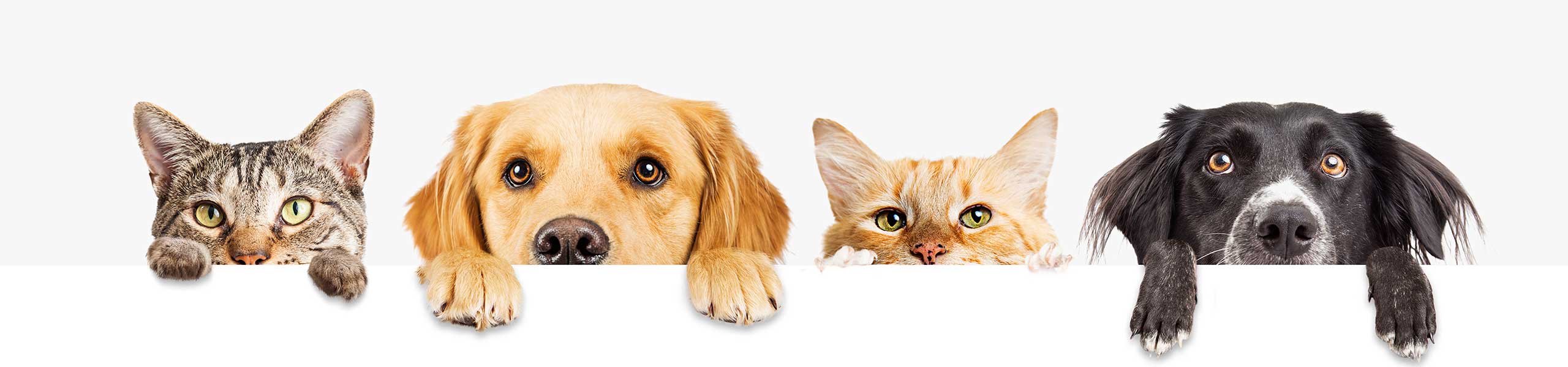 lab services at north shore animal hospital