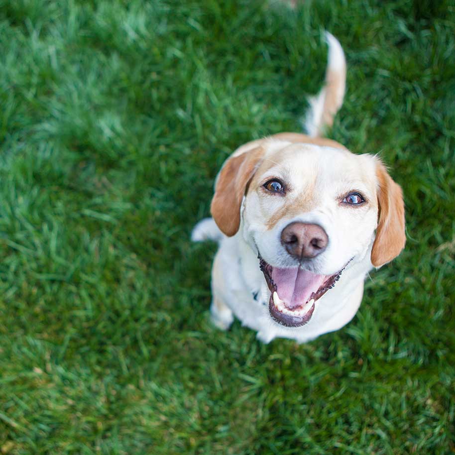 Comprehensive laboratory testing