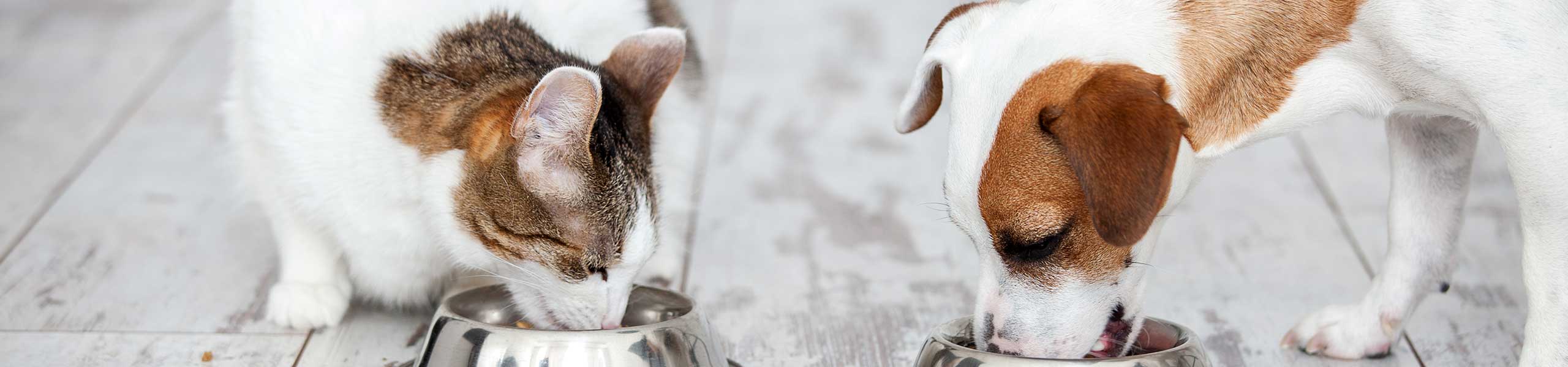 nutritional counseling dog and cat eating