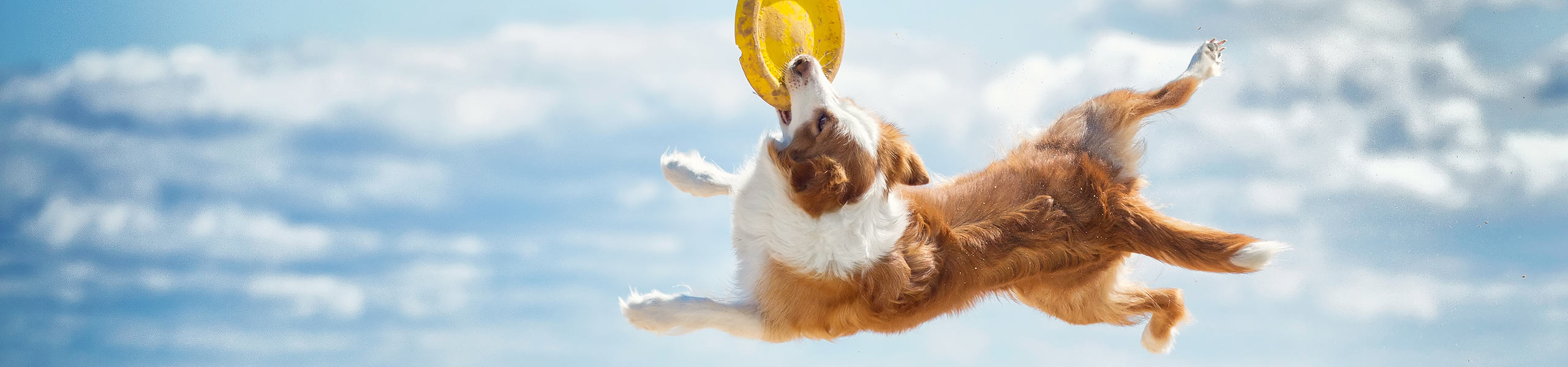Wellness at North Shore Animal Hospital
