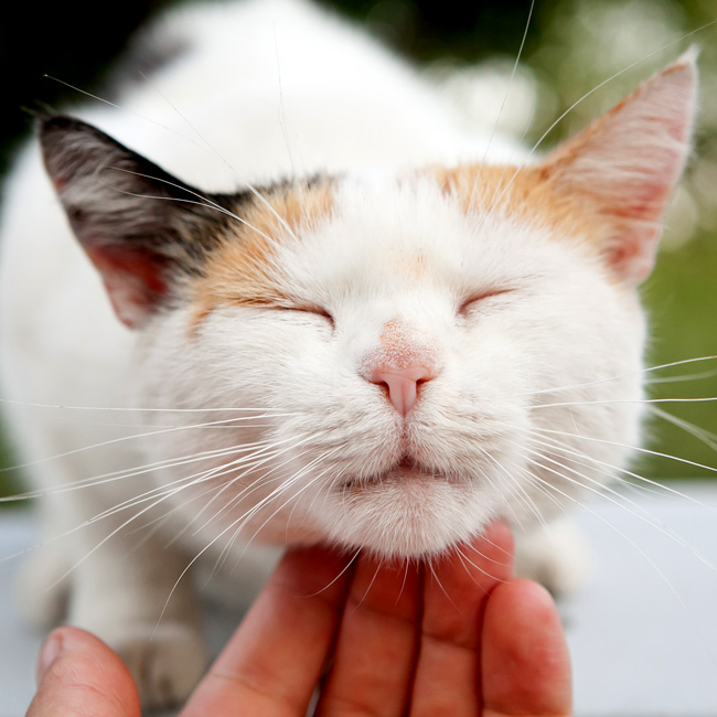 grooming cats and dogs at north shore animal hospital