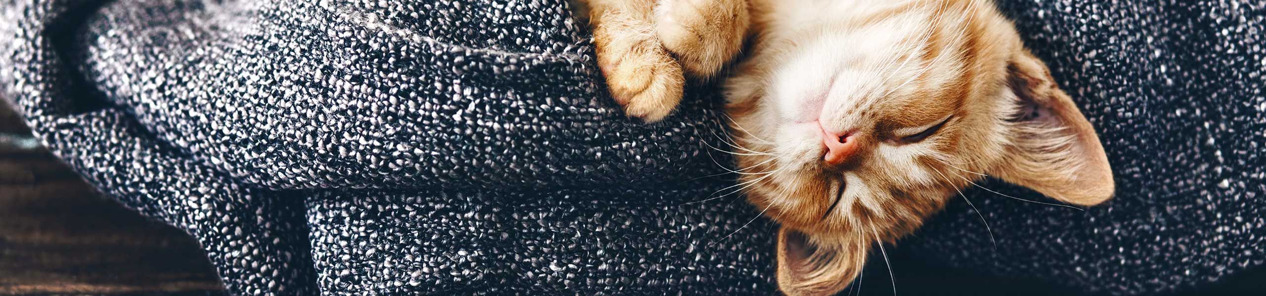 Services of North Shore Animal Hospital