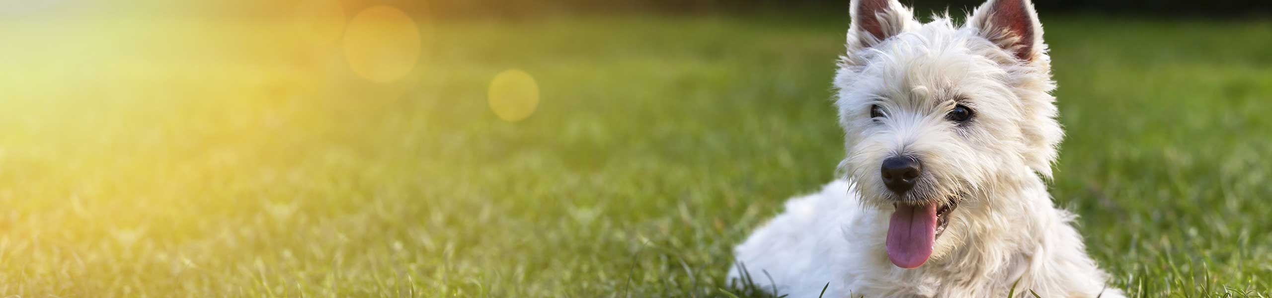 contact north shore animal hospital