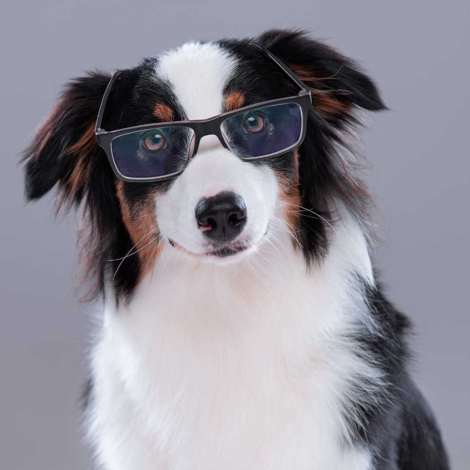 emergency north shore animal hospital dog glasses