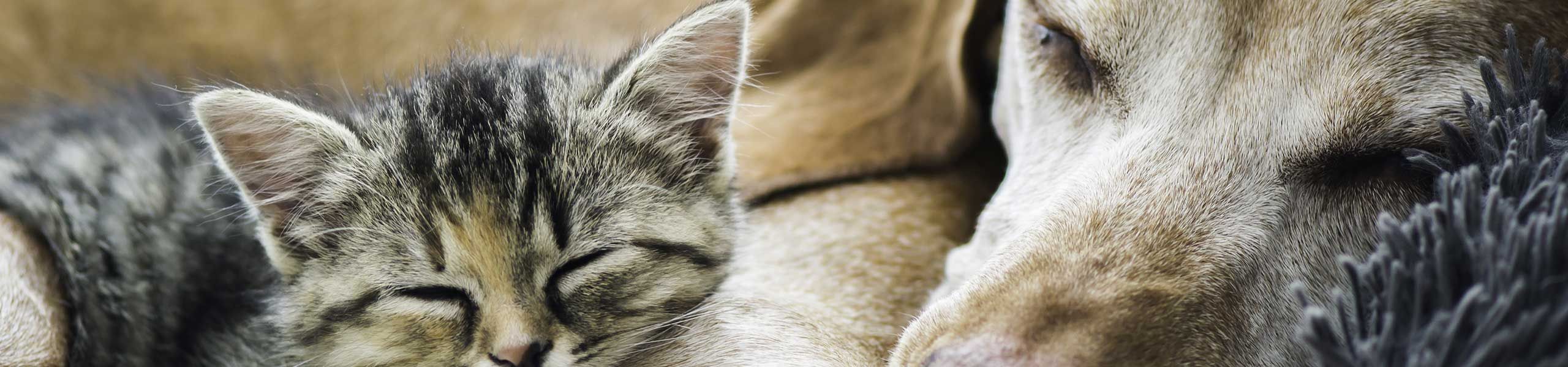 boarding at north shore animal hospital
