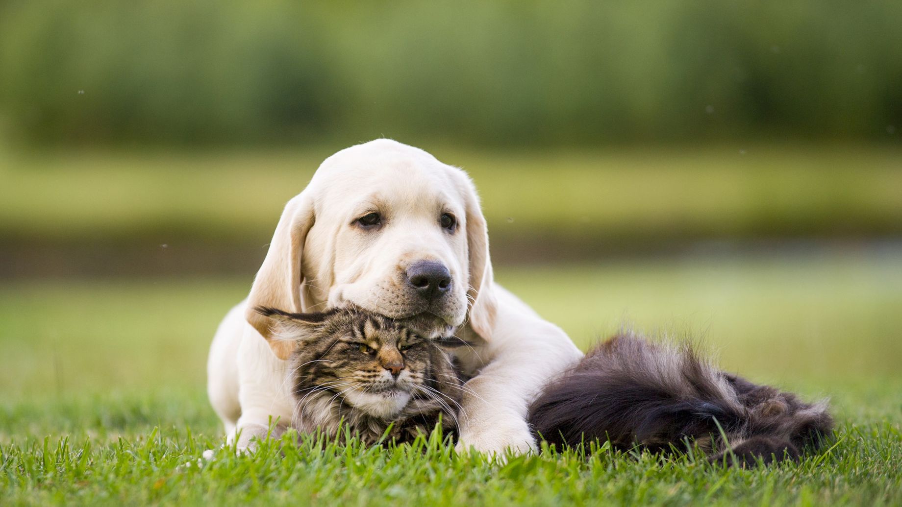 North Shore Animal Hospital, dogs and cats