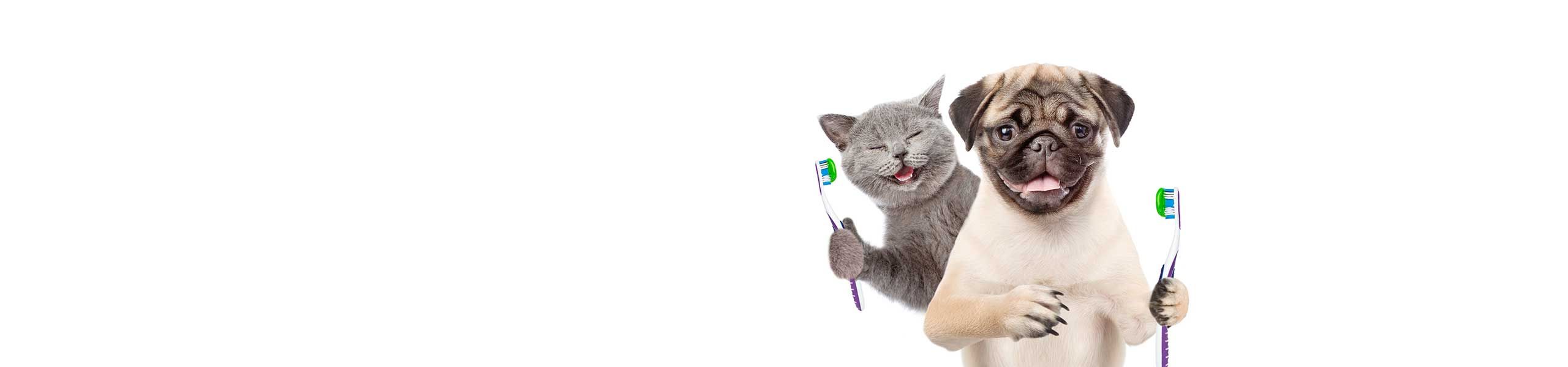 dental services dogs cats