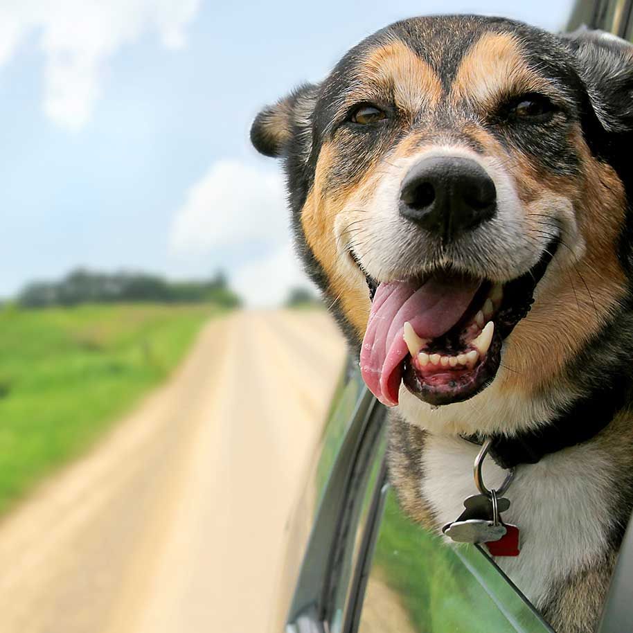 dental services dogs cats