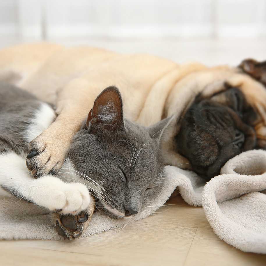 boarding at north shore animal hospital