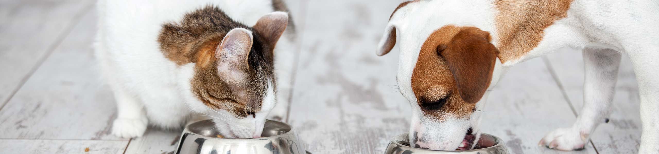 nutritional counseling dog and cat eating